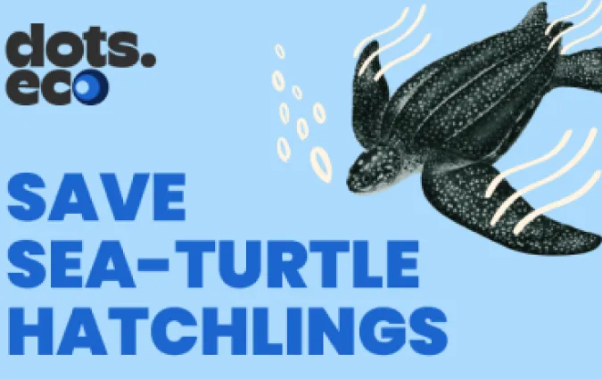 Sauver les tortues de mer à l'éclosion